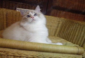 Ragdoll cica! Missisipi lány!  - kép 2