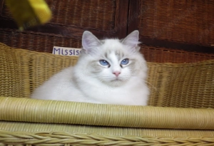 Ragdoll cica! Missisipi lány!  - kép 3