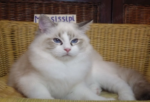 Ragdoll cica! Missisipi lány!  - kép 9