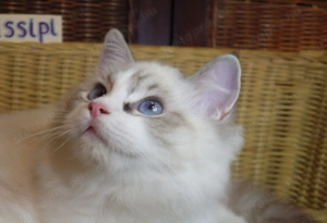 Ragdoll cica! Missisipi lány!  - kép 10