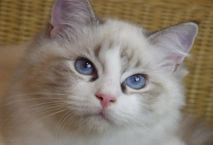 Ragdoll cica! Missisipi lány!  - kép 11