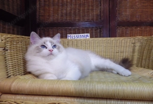 Ragdoll cica! Missisipi lány!  - kép 8