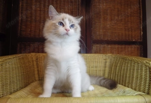 Ragdoll cica! Missisipi lány!  - kép 12