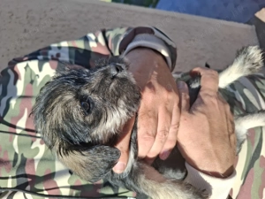 Gazdit keresünk - kép 3