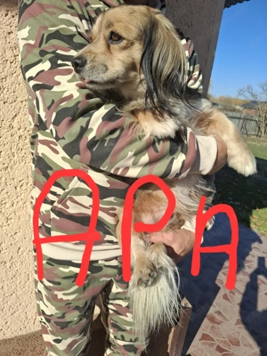 Gazdit keresünk - kép 6