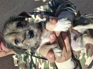 Gazdit keresünk - kép 4