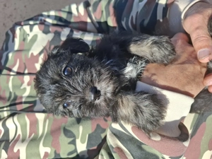 Gazdit keresünk - kép 2