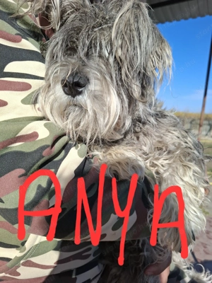 Gazdit keresünk - kép 5