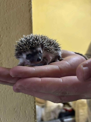 Afrikai törpesün  - kép 1