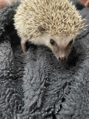 Afrikai törpesün  - kép 2