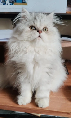 Eladó ezüst árnyalt csincsilla perzsa cica - kép 2