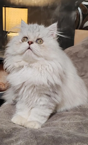 Eladó ezüst árnyalt csincsilla perzsa cica - kép 3