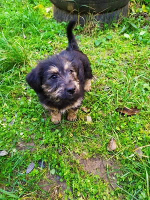 Havanese keverék kiskutyák - kép 3