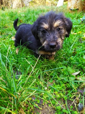 Havanese keverék kiskutyák - kép 2