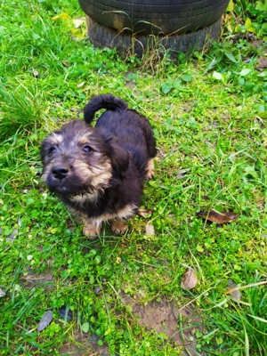 Havanese keverék kiskutyák - kép 5