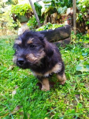 Havanese keverék kiskutyák - kép 4