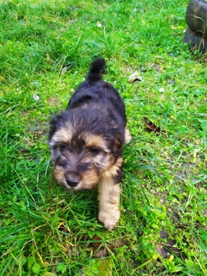 Havanese keverék kiskutyák - kép 8