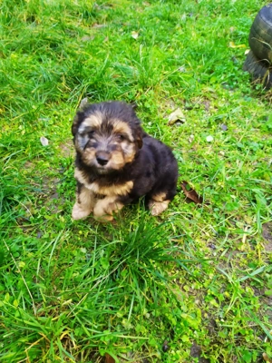 Havanese keverék kiskutyák - kép 6