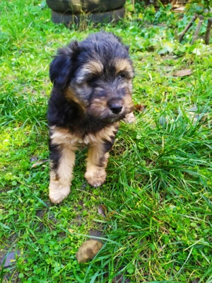 Havanese keverék kiskutyák - kép 7