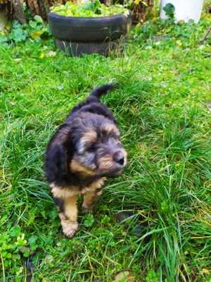 Havanese keverék kiskutyák - kép 9