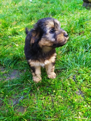 Havanese keverék kiskutyák - kép 10