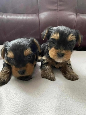 Yorki babák költöznének szerető gazdijukhoz Mikuláskor