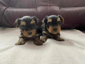 Yorki babák költöznének szerető gazdijukhoz Mikuláskor - kép 2