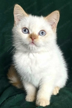 Brit rövidszőrű kiscic k - kép 1