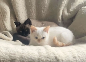 Brit rövidszőrű kiscic k - kép 2