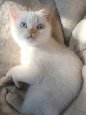 Brit rövidszőrű kiscic k - kép 3