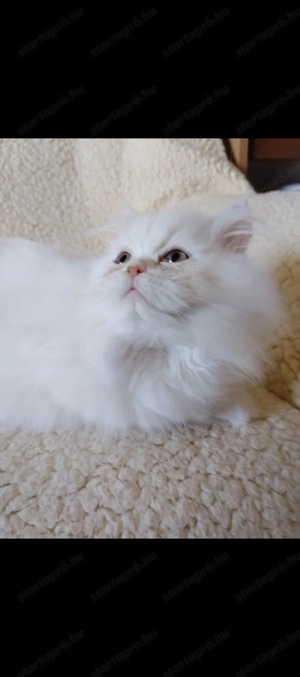 Perzsa kiscicák gazdikeresők  - kép 2