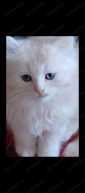 Perzsa kiscicák gazdikeresők  - kép 3