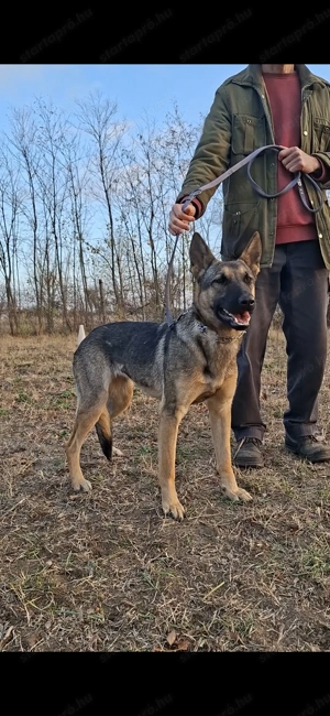 Német juhász belga mali mix munkavonalú szuka eladó - kép 2