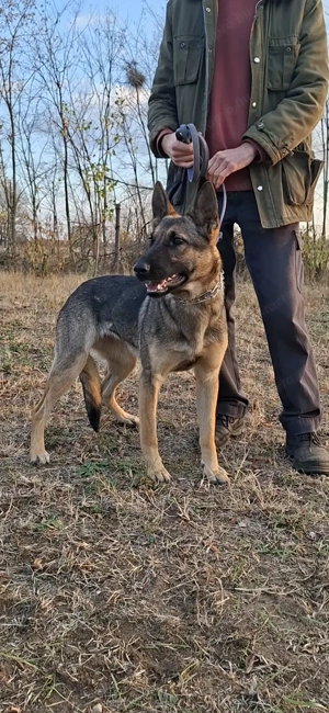 Német juhász belga mali mix munkavonalú szuka eladó - kép 3