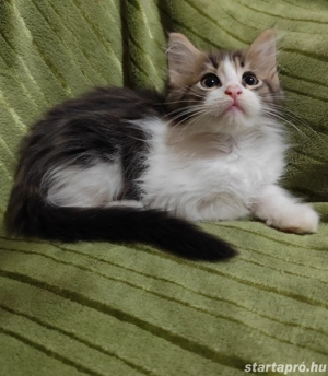  Lili maine coon lány 