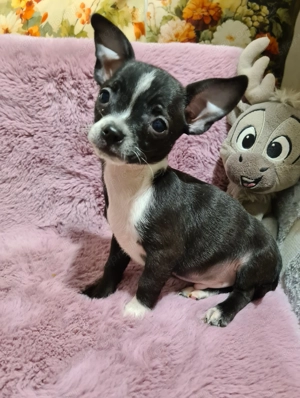 Csivava ( jellegű ) kutyababák eladósorban!