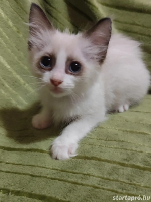 ragdoll kislány foglalható - kép 1