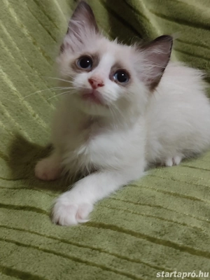 ragdoll kislány foglalható - kép 2