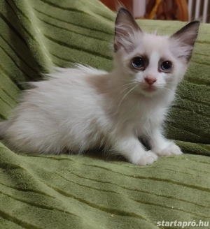 ragdoll kislány foglalható - kép 3
