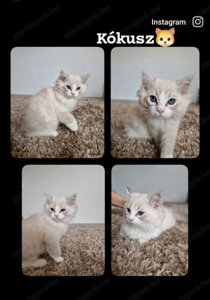 Ragdoll cicák szerető gazdira várnak!