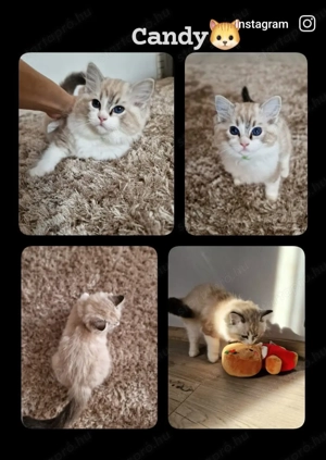 Ragdoll cicák szerető gazdira várnak! - kép 4
