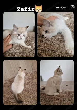 Ragdoll cicák szerető gazdira várnak! - kép 3