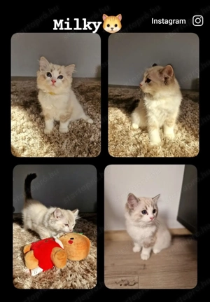 Ragdoll cicák szerető gazdira várnak! - kép 2