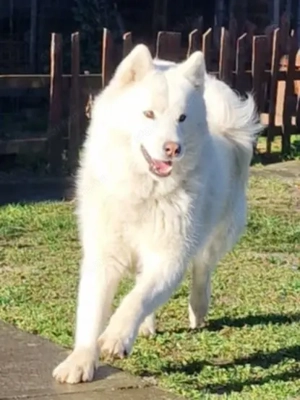 Ingyen elvihetö Sziberiai Husky  - kép 2