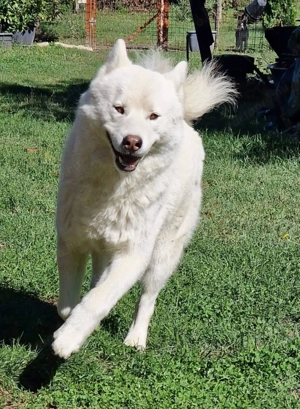 Ingyen elvihetö Sziberiai Husky  - kép 4