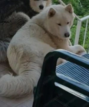 Ingyen elvihetö Sziberiai Husky  - kép 3