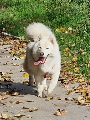 Ingyen elvihetö Sziberiai Husky  - kép 1