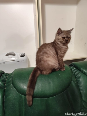 kék  füst brit kandúr - kép 4