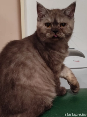 kék  füst brit kandúr - kép 3