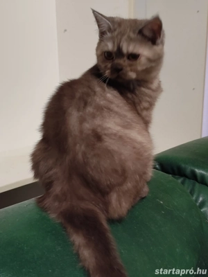 kék  füst brit kandúr - kép 2